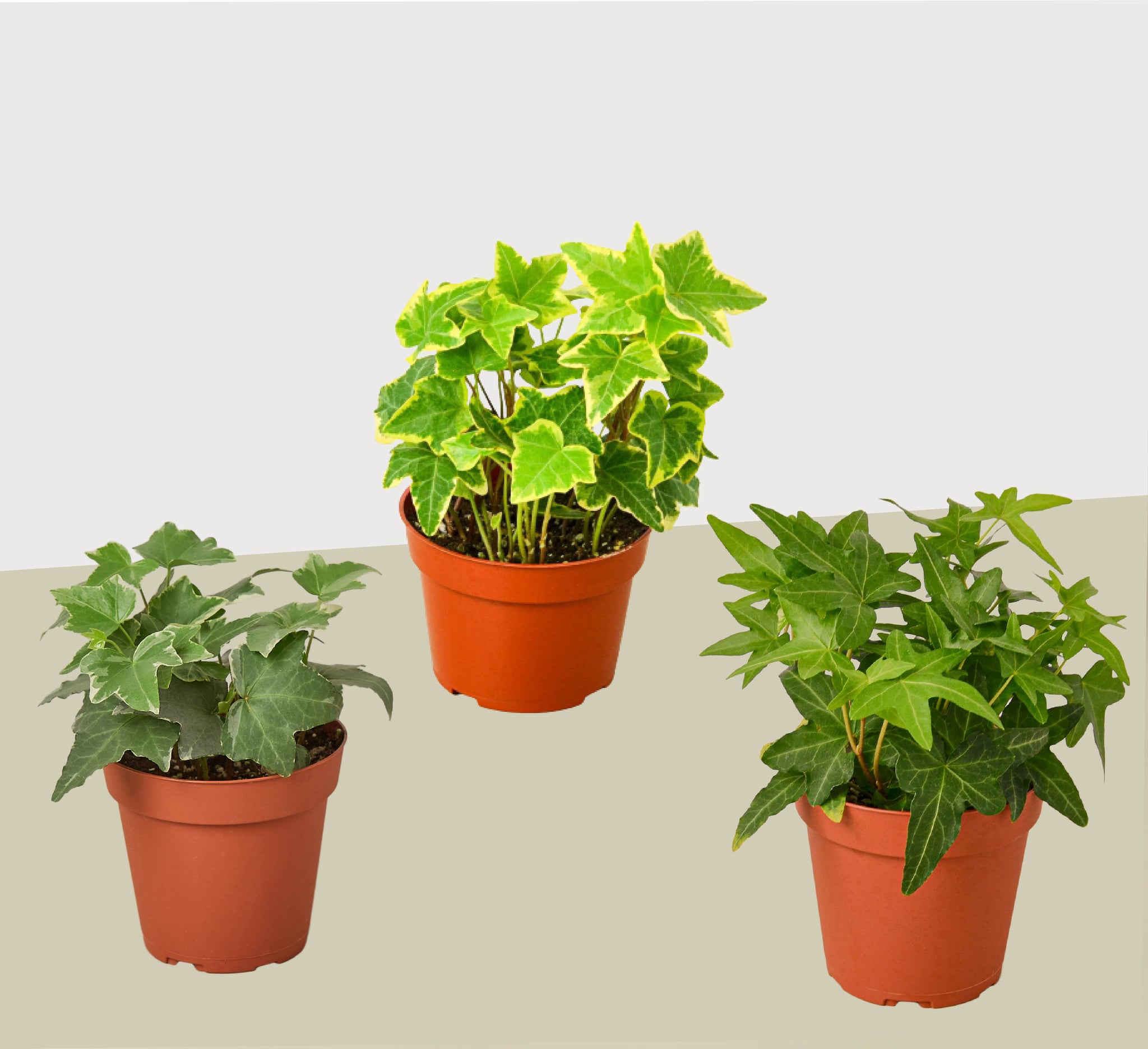 Plants on Sale — House Plant Shop