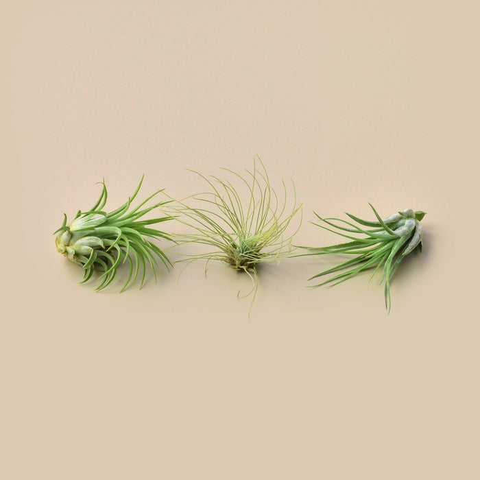 where can you buy air plants Large Air Plant Bundle | Tillandsia | Arrangement | Succulent