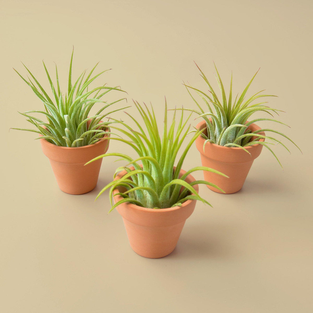 potbelly air plant 3 Ionantha Air Plants with Mini Terra Cotta Pots
