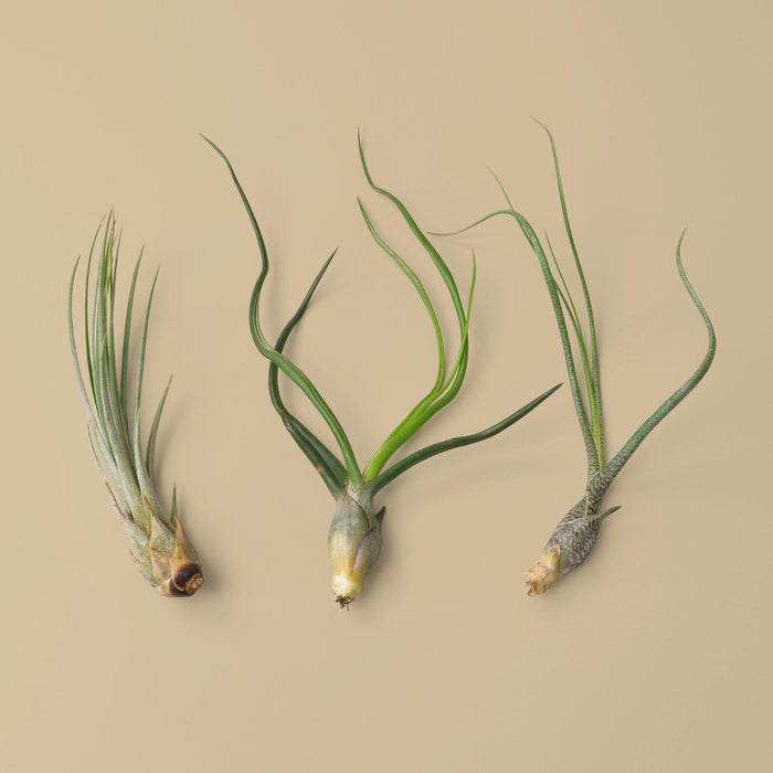 Picture of Juncea, bulbosa, and Butzii air plants