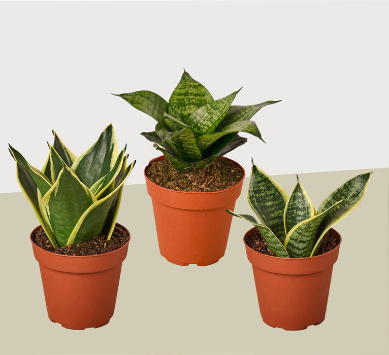 3 Different Snake Plants in 4" Pots - Sansevieria - Live Plant - FREE Care Guide