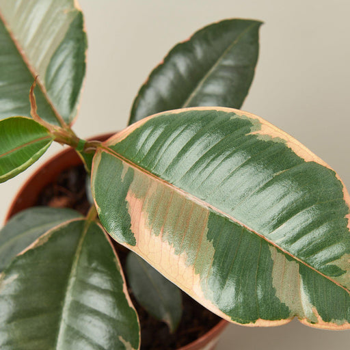 Ficus Elastica 'Ruby Pink' - House Plant Shop