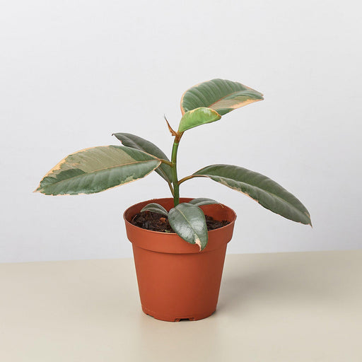 Ficus Elastica 'Ruby Pink' - House Plant Shop