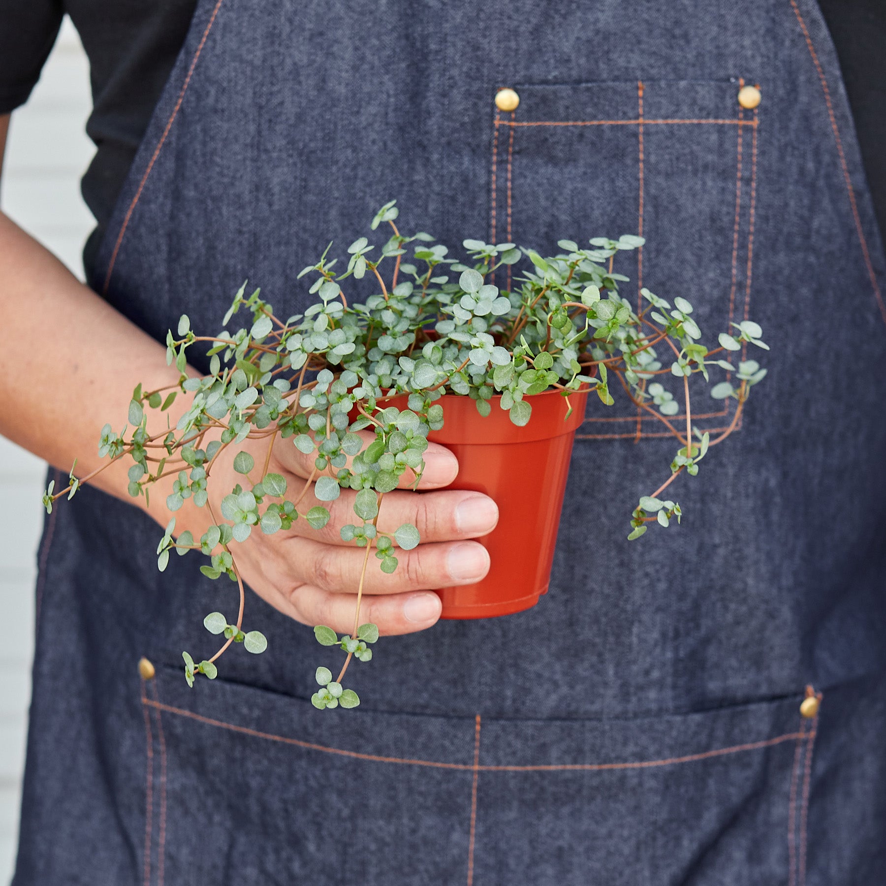 Nettle 'Silver Sparkle' - House Plant Shop