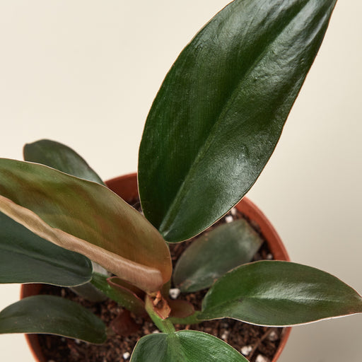 black cardinal philodendron price Philodendron 'Black Cardinal' - 4" Pot | Indoor Plant | Tropical Plant | Potted Plant