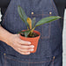 Philodendron 'Black Cardinal' - 4" Pot - House Plant Shop