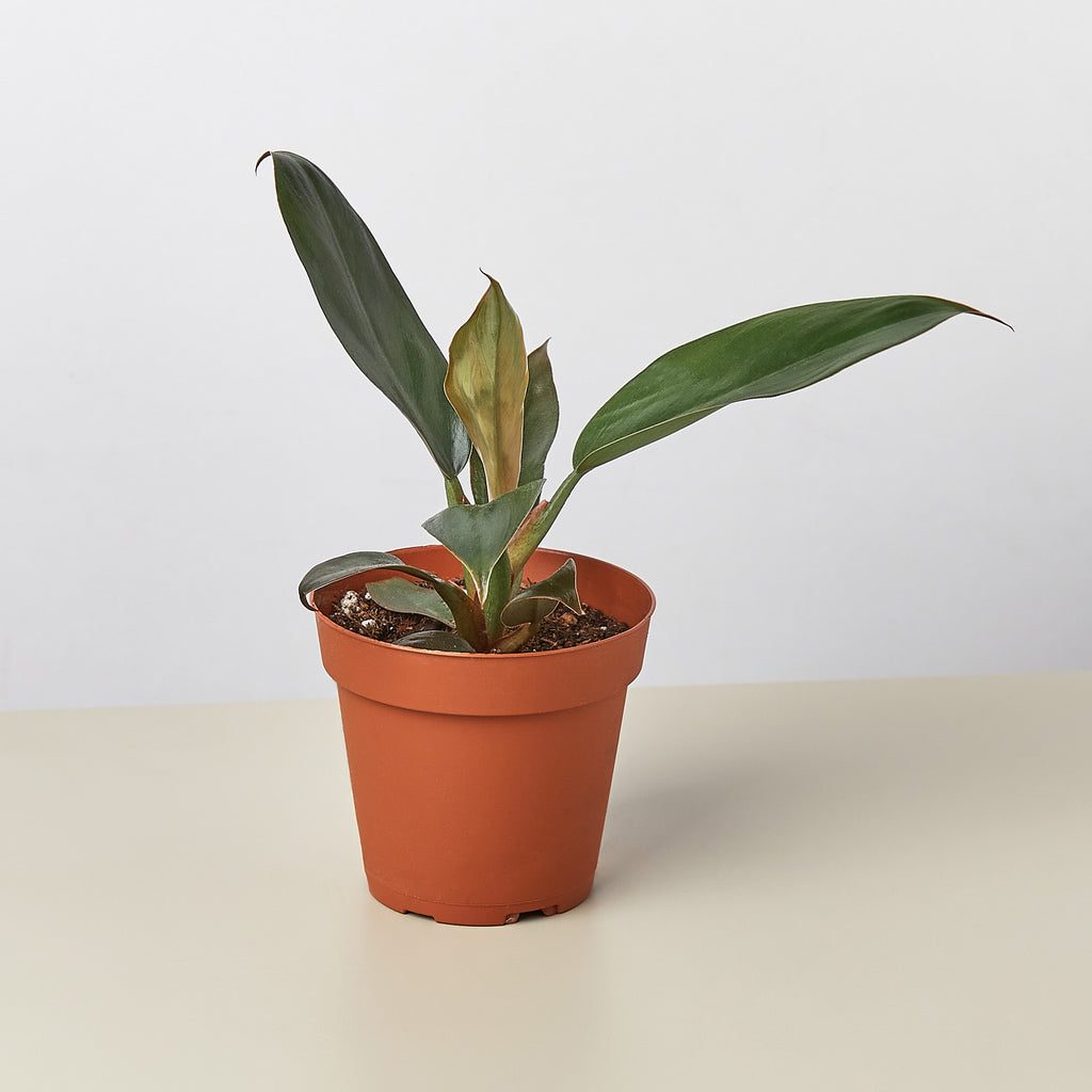 indoor philodendron black cardinal Philodendron 'Black Cardinal' - 4" Pot | Indoor Plant | Tropical Plant | Potted Plant