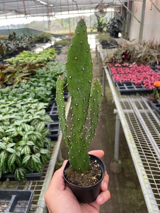 Drooping Prickly Pear Cactus