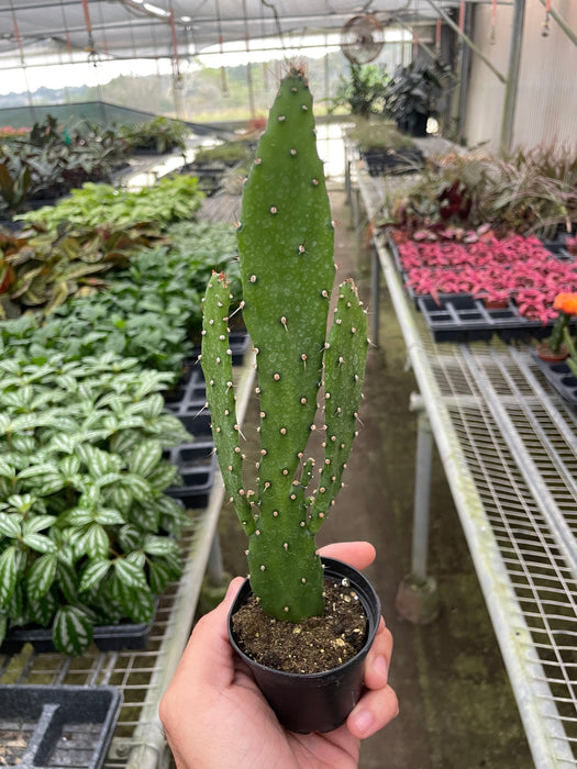 prickly pear cactus drooping Drooping Prickly Pear Cactus