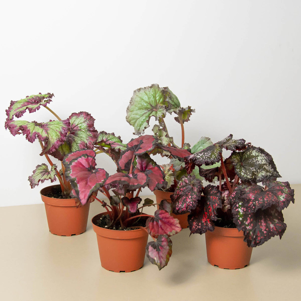begonias indoor house plants Begonia 'Rex' | Indoor Plant | Tropical Plant | Potted Plant