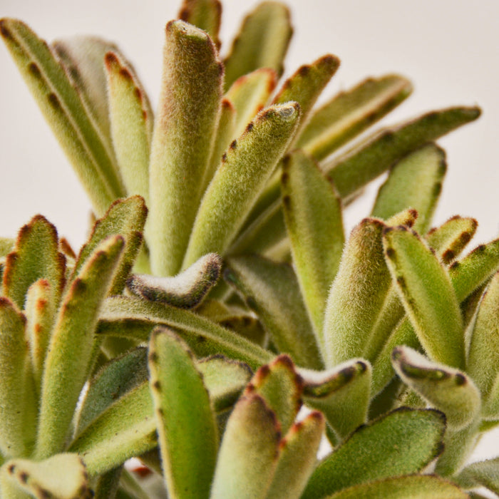 chocolate succulent plant Kalanchoe Tomentosa 'Chocolate Soldier' Succulent - 4" Pot