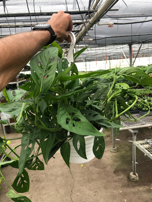 swiss cheese plant for sale Monstera Adansonii 'Swiss Cheese' | Indoor Plant | Tropical Plant | Monstera Adansonii | Potted Plant