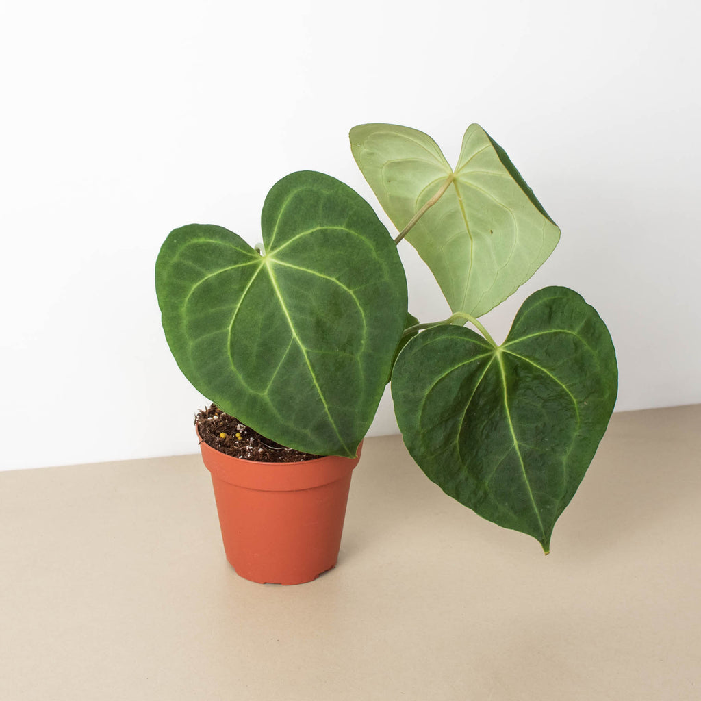 anthurium clarinervium houseplant Anthurium 'Clarinervium'