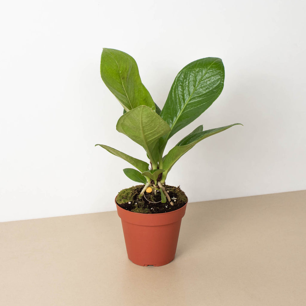 anthurium plant price philippines Anthurium 'Cobra'