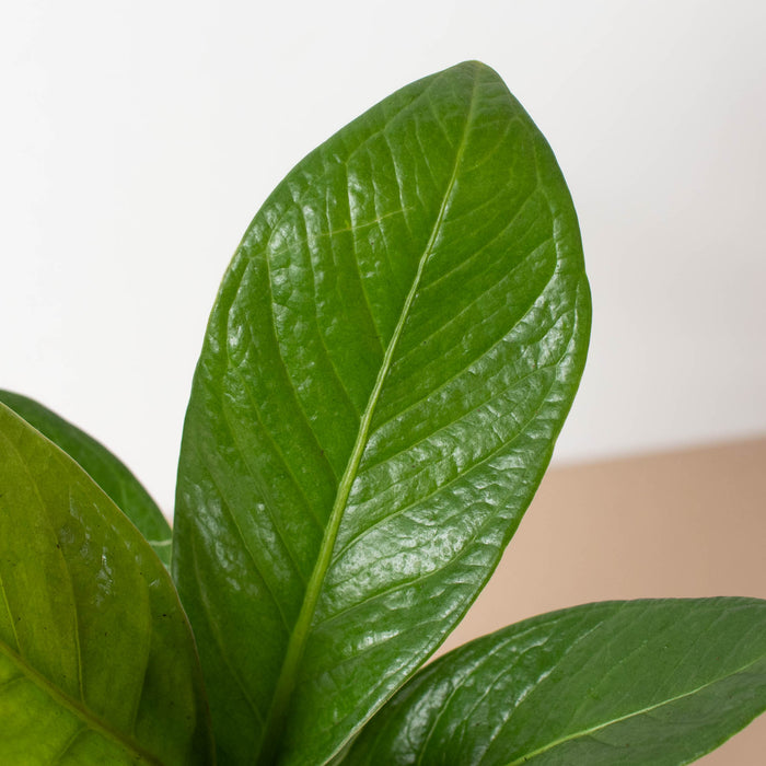 anthurium cobra flower Anthurium 'Cobra' | Indoor Plant | Tropical Plant | Potted Plant