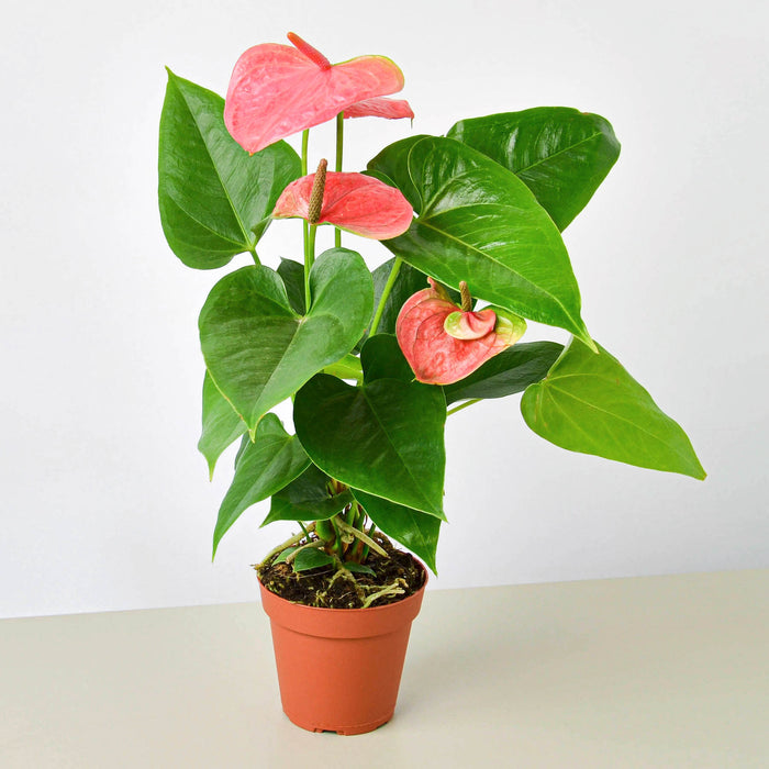 royal pink anthurium Anthurium 'Pink'