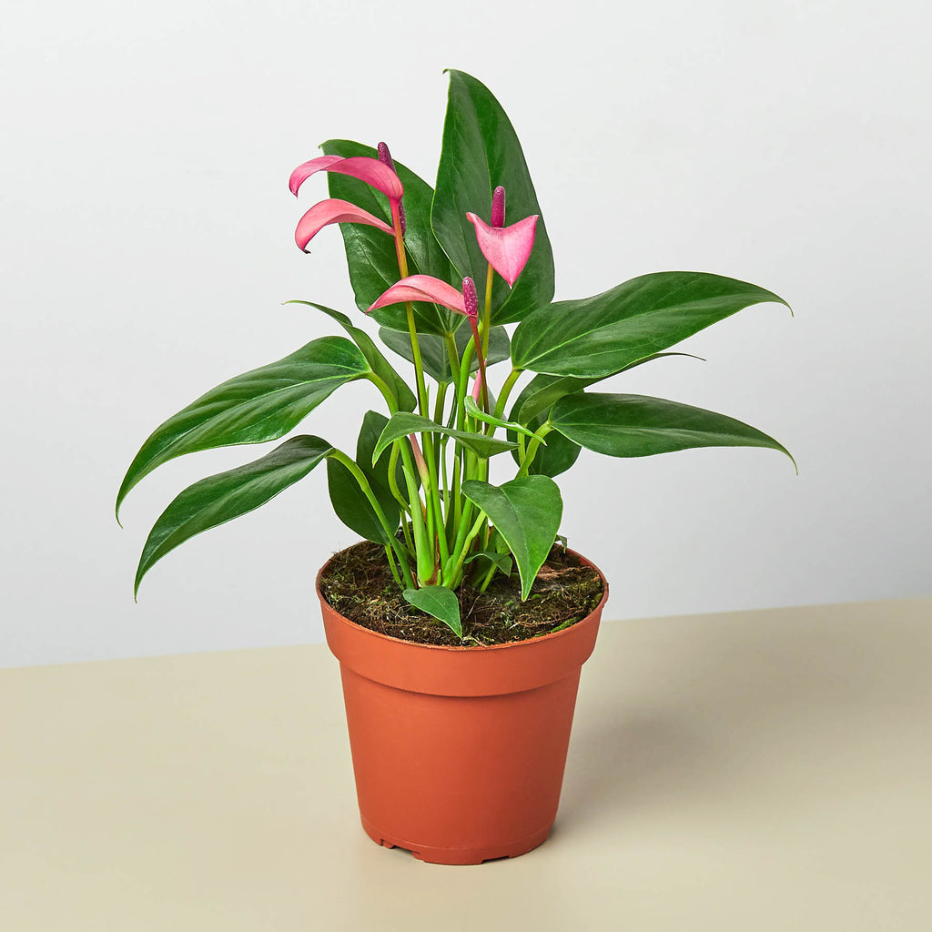 anthurium andreanum blue Anthurium 'Purple' | Indoor Plant | Tropical Plant | Potted Plant