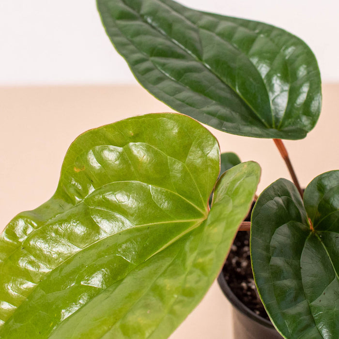anthurium radicans x luxurians Anthurium 'Radicans x Luxurians' | Indoor Plant | Tropical Plant | Potted Plant