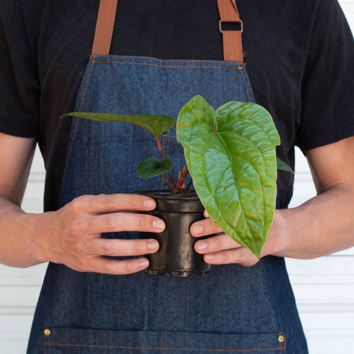 anthurium radicans for sale Anthurium 'Radicans x Luxurians'