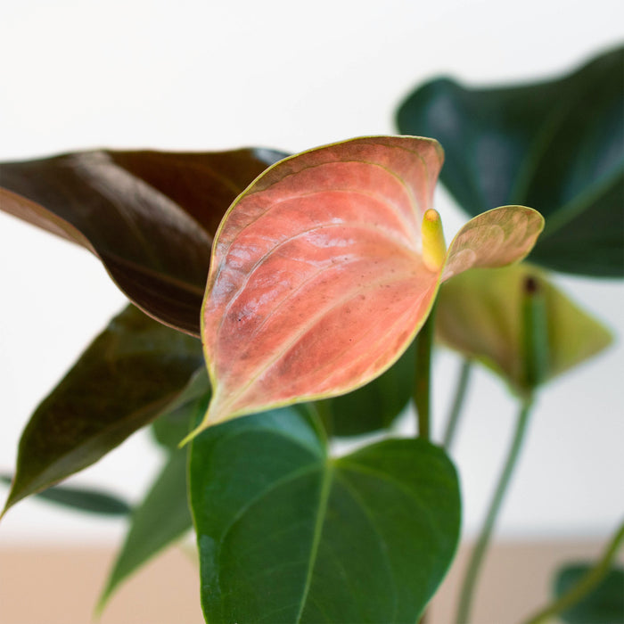 anthurium dutch color Anthurium Rainbow Champion - 4" Pot | Indoor Plant | Tropical Plant | Potted Plant