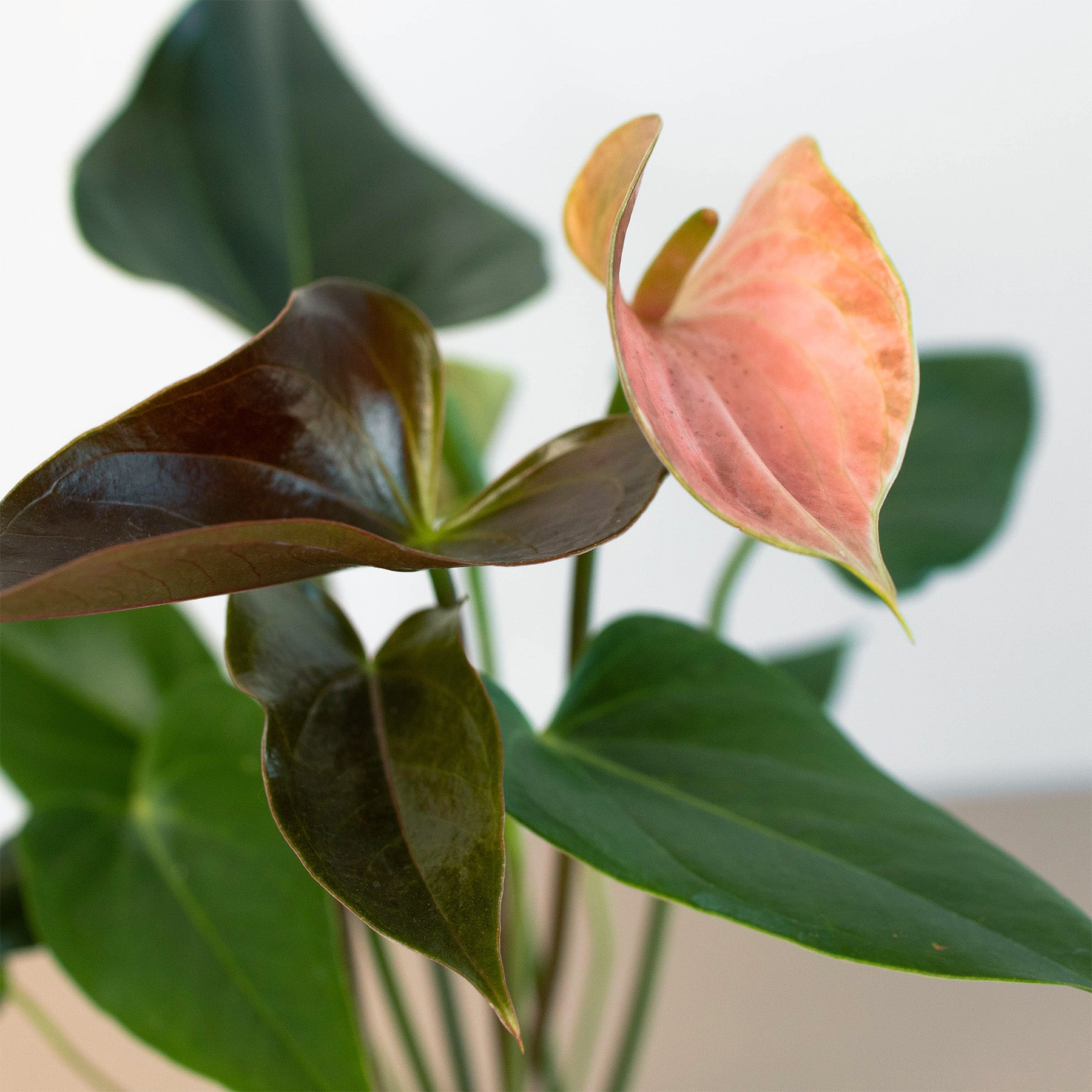 Anthurium Rainbow Champion - 4