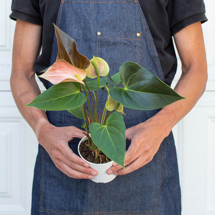 multicolor anthurium house plant Anthurium Rainbow Champion