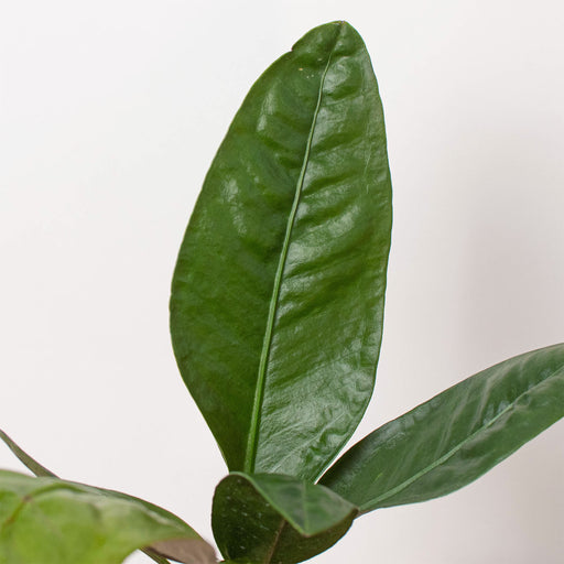 anthurium futura superba Anthurium 'Superbum' | Indoor Plant | Tropical Plant | Potted Plant