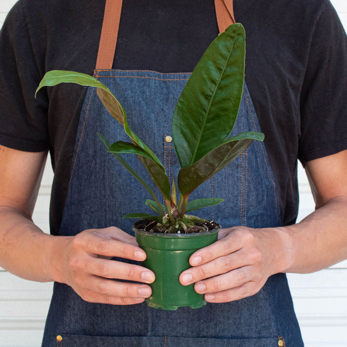 anthurium futura superba Anthurium 'Superbum' | Indoor Plant | Tropical Plant | Potted Plant