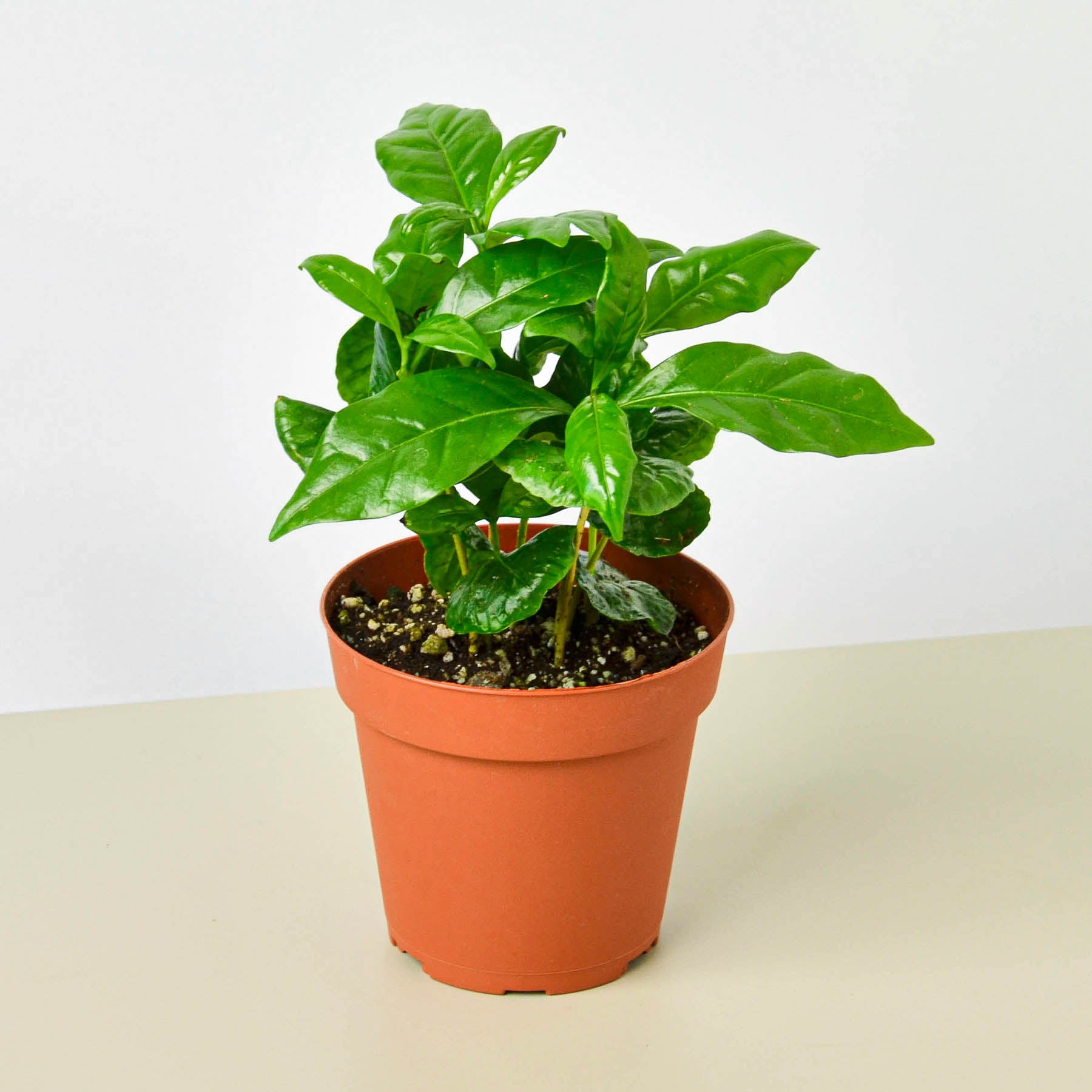 Coffee Indoor Plant | Tropical Plant Potted Plant — Plant Shop