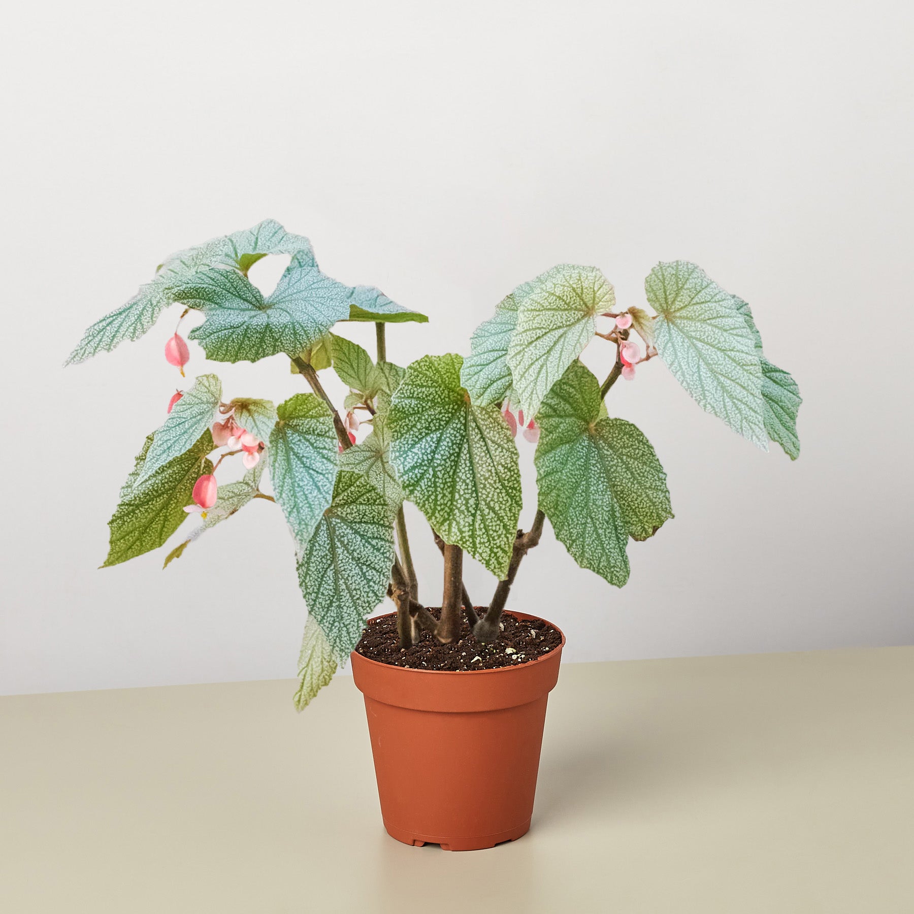 Begonia 'Frosty'