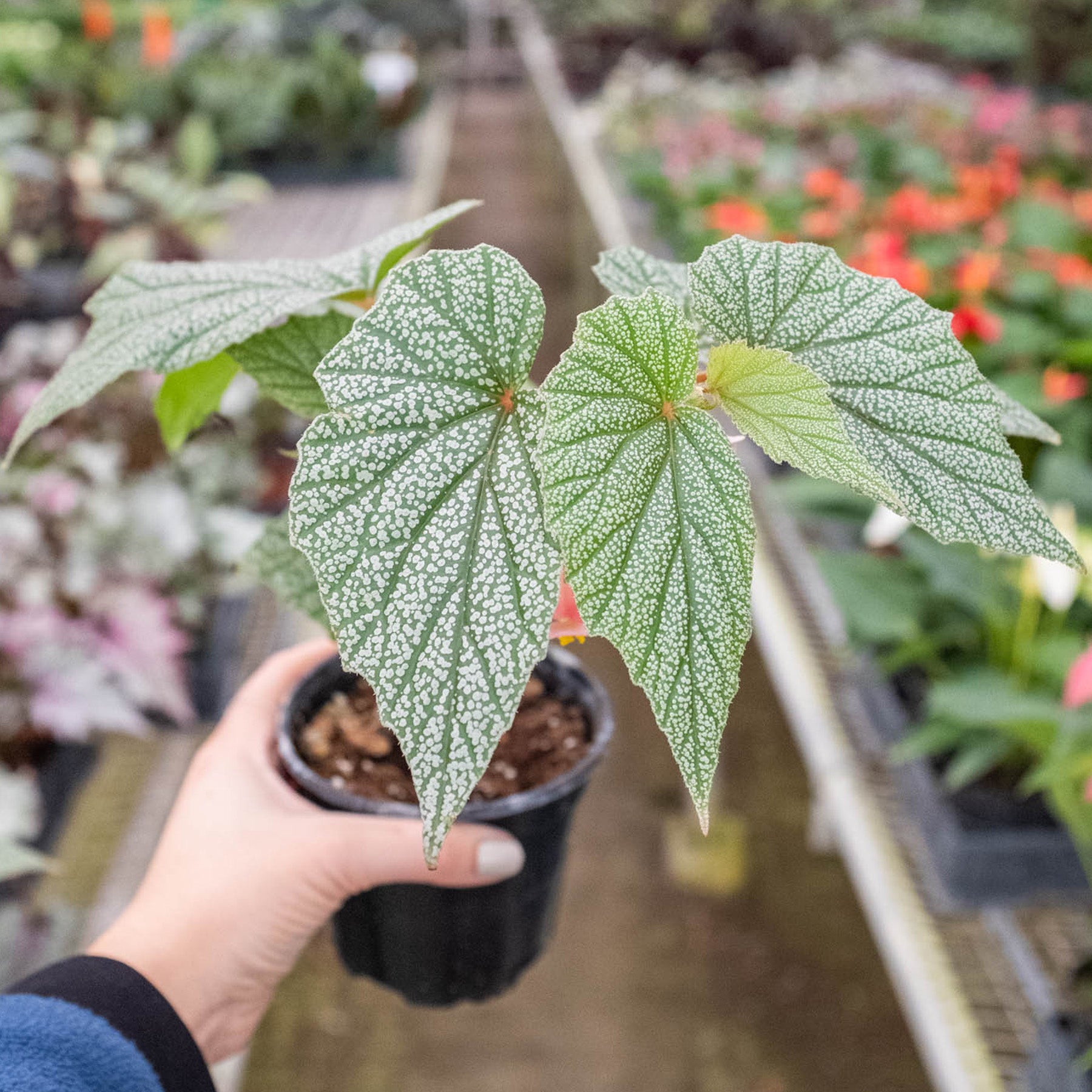 Begonia 'Frosty'