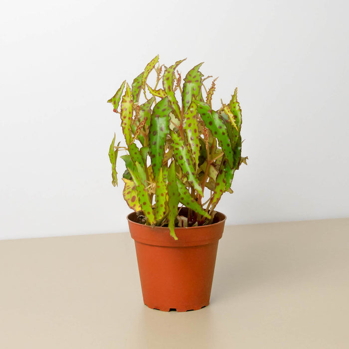pink spotted indoor plant Begonia 'Pink Spotted'