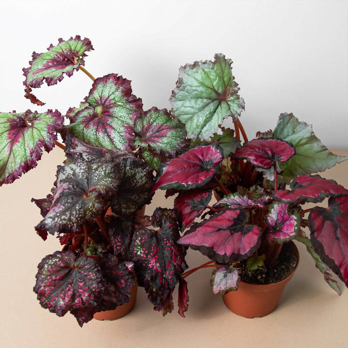indoor begonia plants for sale Begonia 'Rex' | Indoor Plant | Tropical Plant | Potted Plant