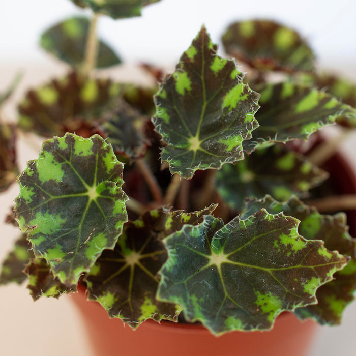 tiger house plant Begonia Tiger Paws - 4" Pot