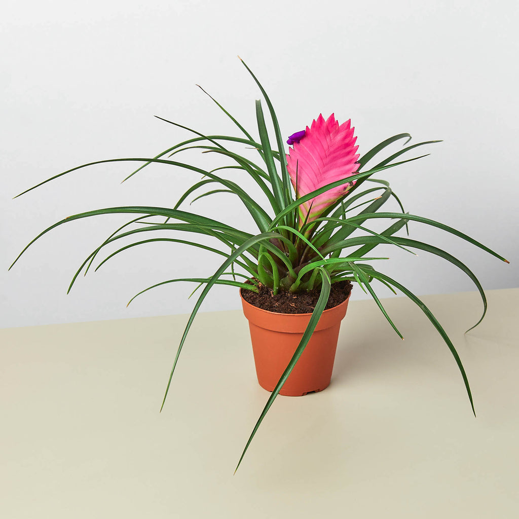 Bromeliad Cyanea 'Pink Quill' | Indoor Plant | Tropical Plant