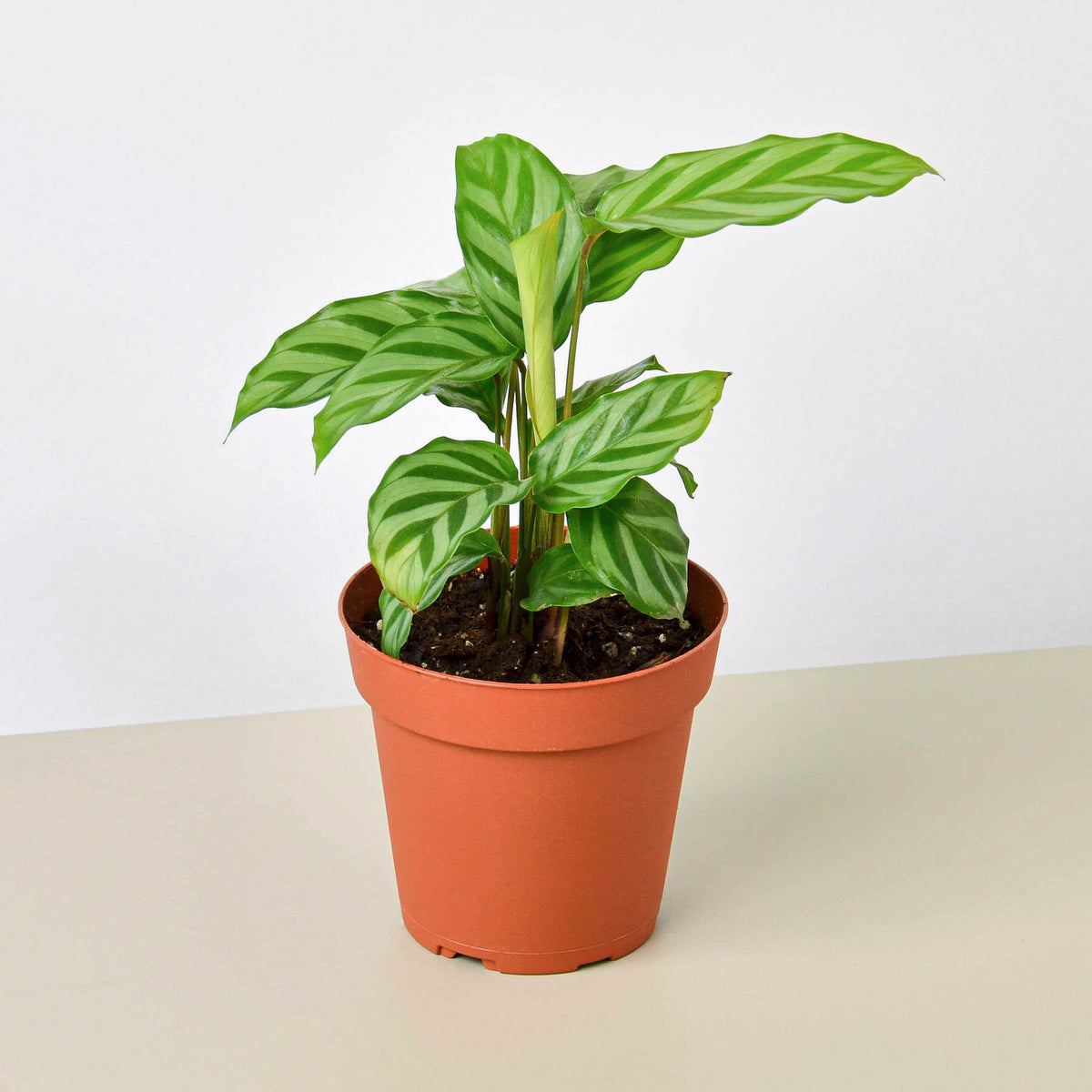 Calathea Concinna Freddie Indoor Plant Tropical Plant Potted Plant — House Plant Shop 5922