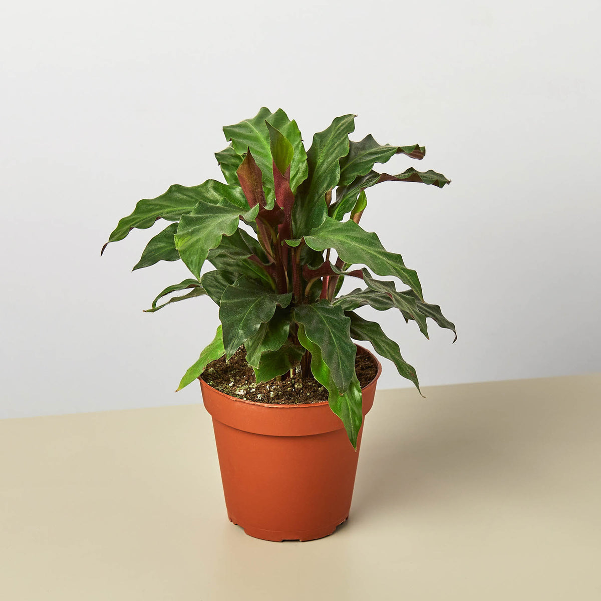 Calathea Rufibarba 'Furry Feather' | Indoor Plant | Tropical Plant | Potted  Plant