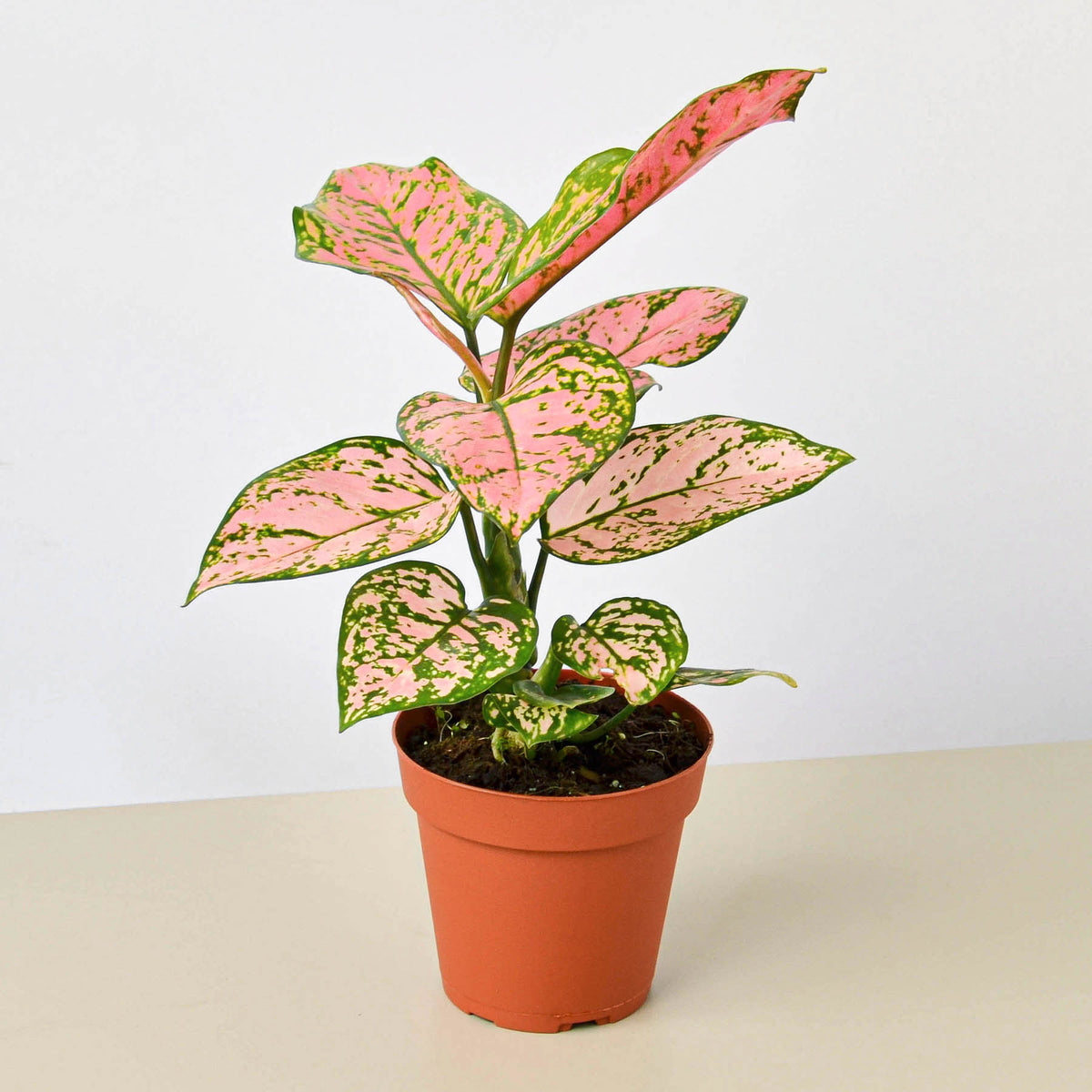 Chinese Evergreen Lady Valentine Indoor Plant Tropical Plant