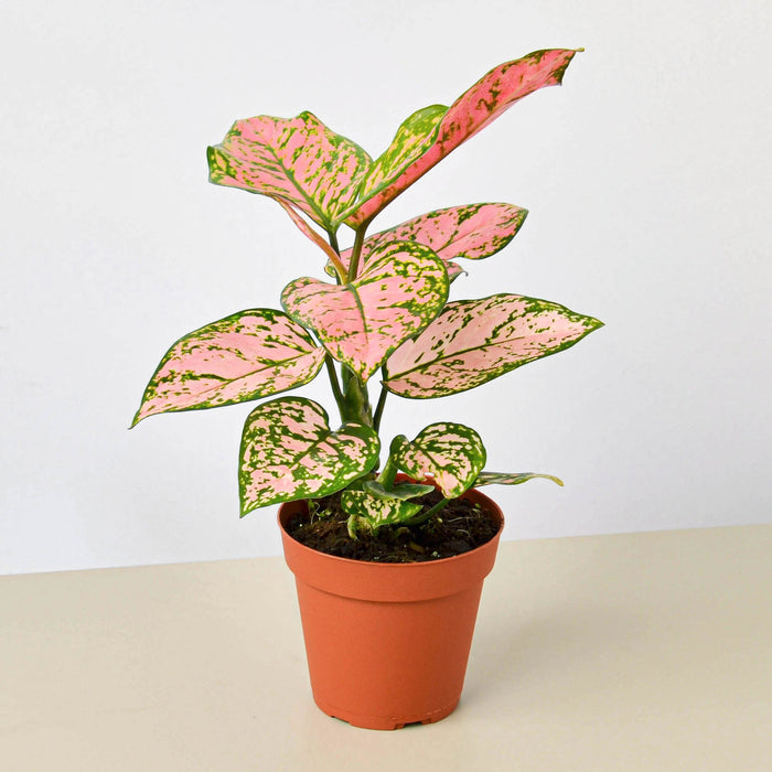 pink lady plant indoor Chinese Evergreen 'Lady Valentine' | Indoor Plant | Tropical Plant | Potted Plant