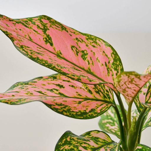 aglaonema pink for sale Chinese Evergreen 'Lady Valentine' | Indoor Plant | Tropical Plant | Potted Plant
