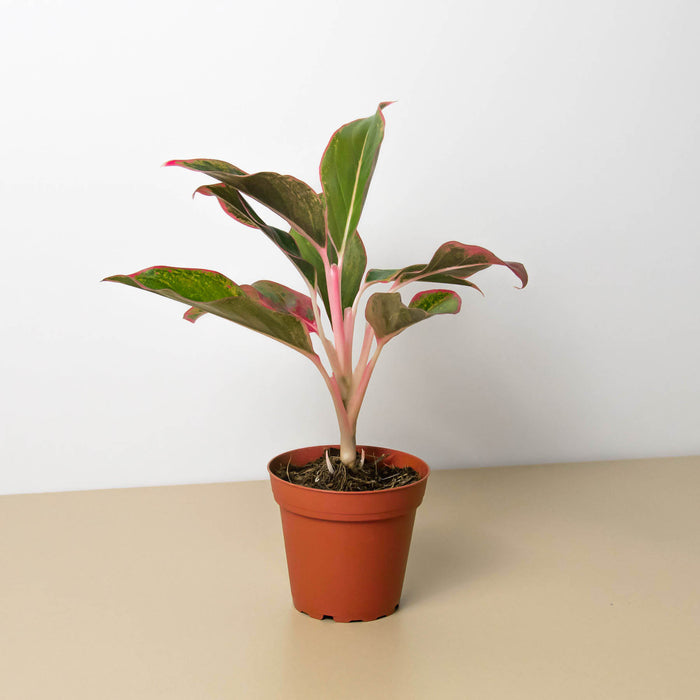 chinese evergreen aglaonema red Chinese Evergreen 'Red Siam' - 6" Pot | Indoor Plant | Tropical Plant | Potted Plant