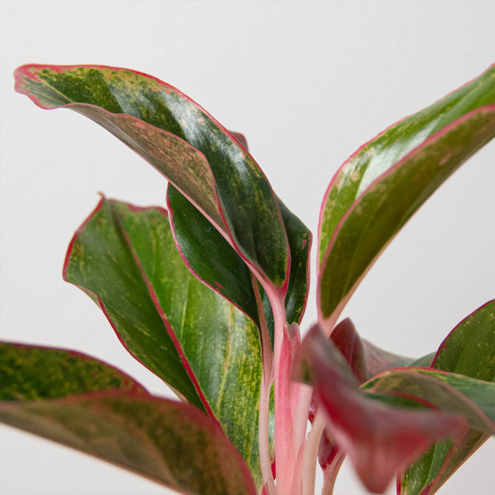 red chinese evergreen live indoor plant Chinese Evergreen 'Red Siam' - 6" Pot | Indoor Plant | Tropical Plant | Potted Plant