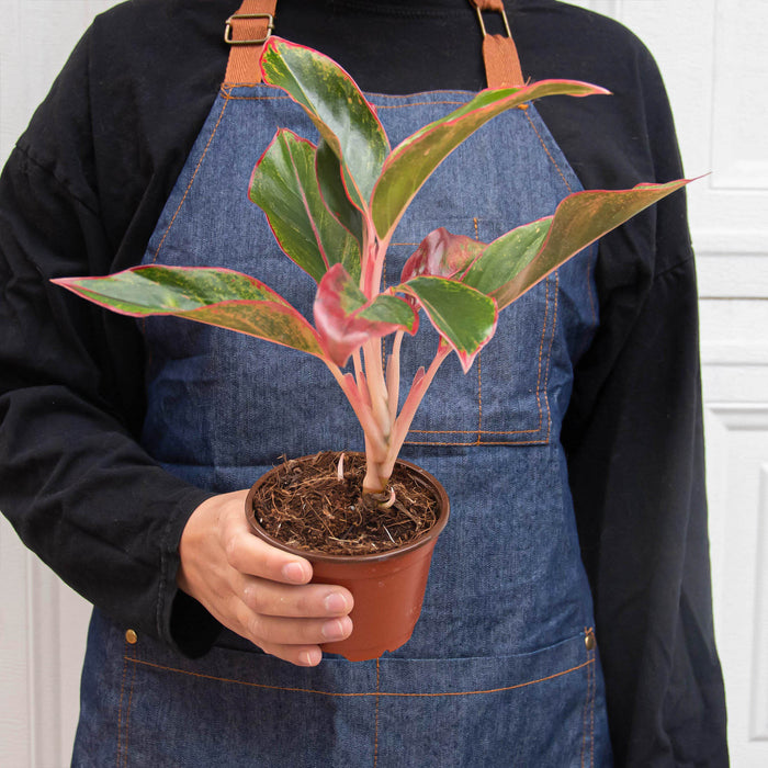 red aglaonema plant for sale Chinese Evergreen 'Red Siam' - 6" Pot | Indoor Plant | Tropical Plant | Potted Plant