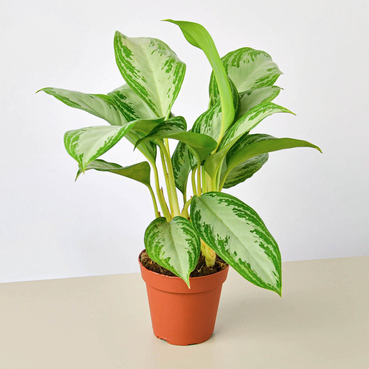 Chinese Evergreen 'Silver Bay' | Indoor Plant | Tropical Plant | Potted  Plant