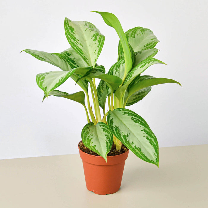 indoor silver plant Chinese Evergreen 'Silver Bay' | Indoor Plant | Tropical Plant | Potted Plant