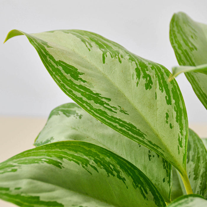 aglaonema silver bay light Chinese Evergreen 'Silver Bay' | Indoor Plant | Tropical Plant | Potted Plant