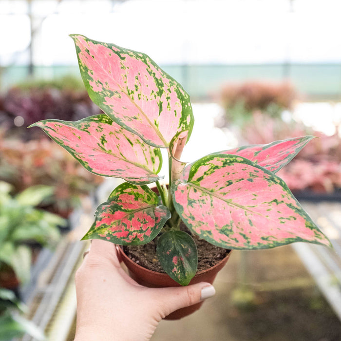 aglaonema pink lady valentine Chinese Evergreen 'Lady Valentine' | Indoor Plant | Tropical Plant | Potted Plant