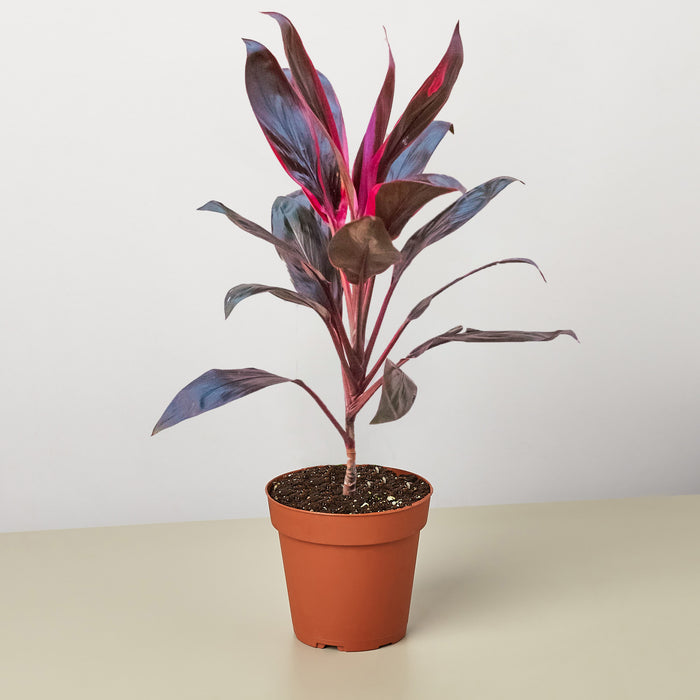 cordyline indoor plant Cordyline 'Calypso Queen'