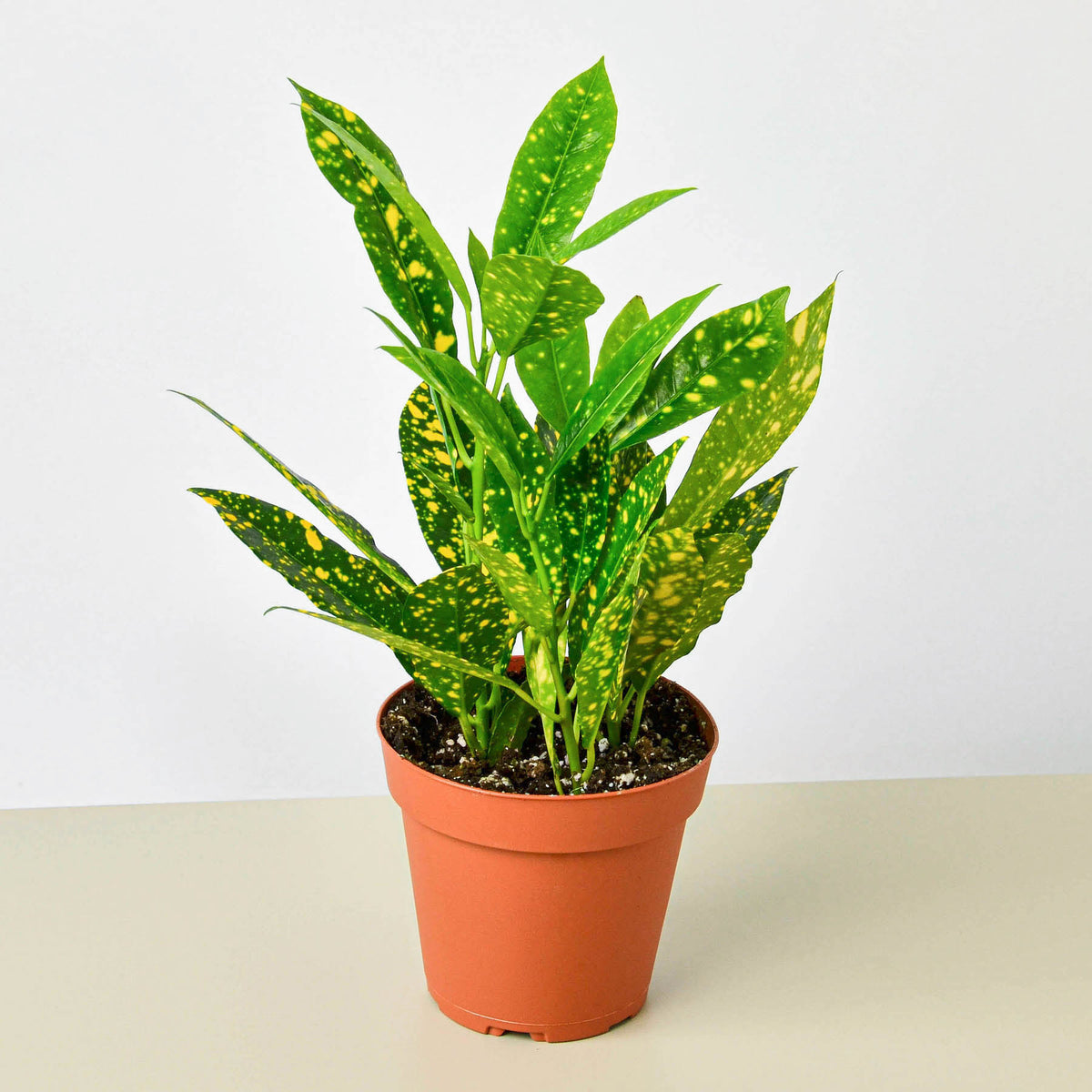 plant in yellow pot Croton 'Gold Dust' | Indoor Plant | Tropical Plant | Potted Plant