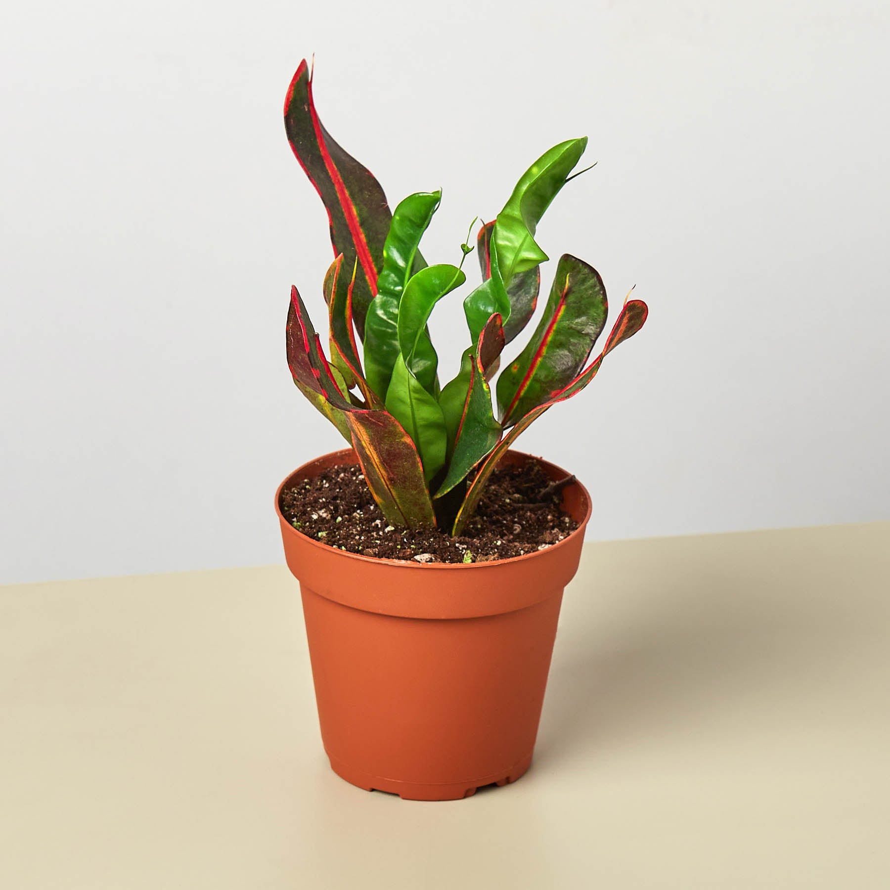10+ Mammy Croton Plant Croton Mammy